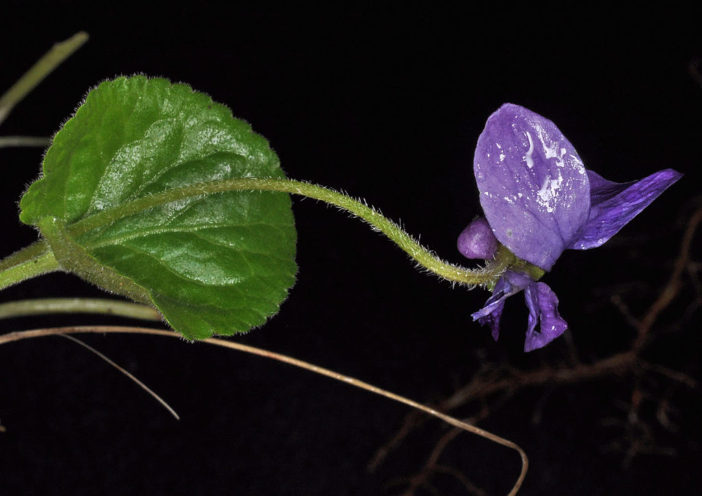 Flora of Eastern Washington Image: Viola odorata stem
