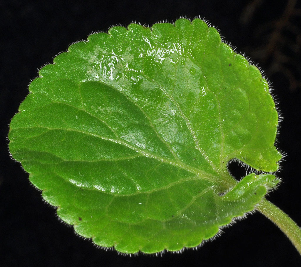Flora of Eastern Washington Image: Viola odorata one leaf