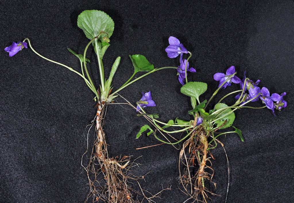 Flora of Eastern Washington Image: Viola odorata full plant pulled from roots