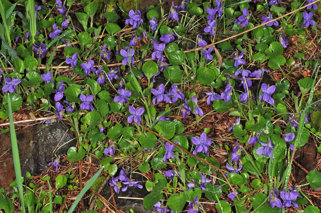 Flora of Eastern Washington Image: Viola odorata full plant in nature