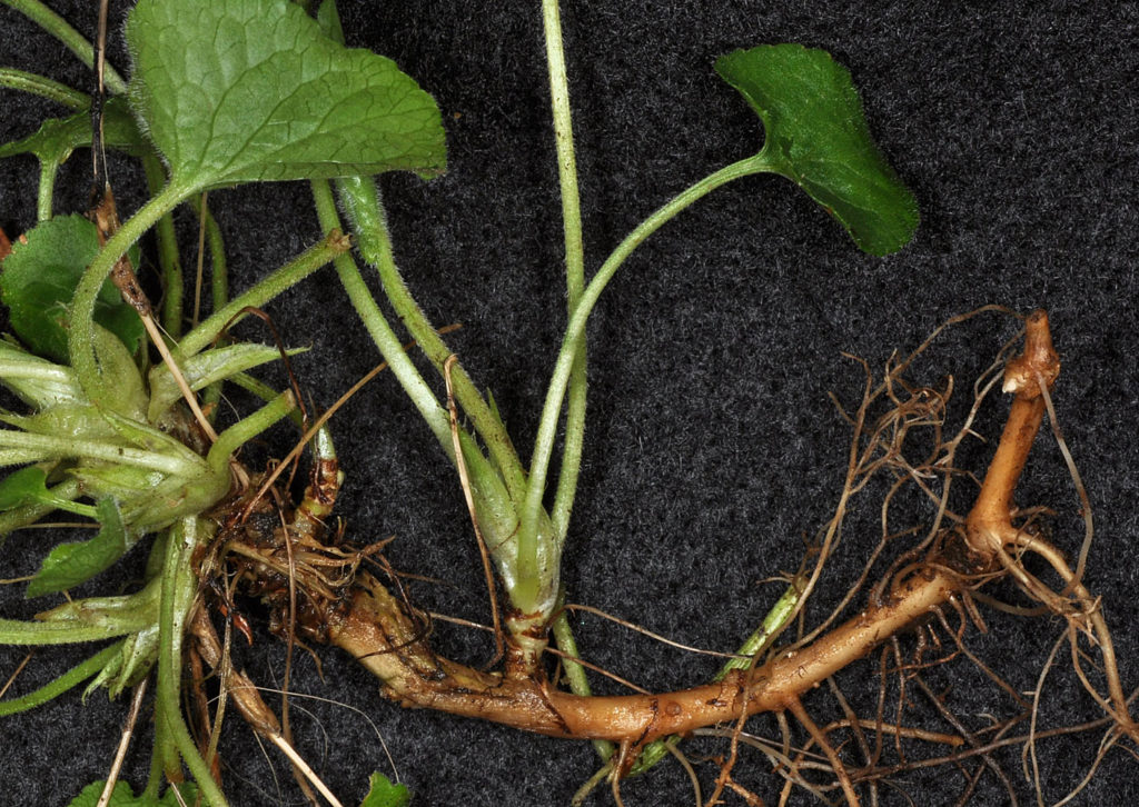 Flora of Eastern Washington Image: Viola odorata root
