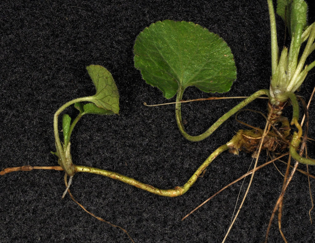 Flora of Eastern Washington Image: Viola odorata stems and leaves from behind