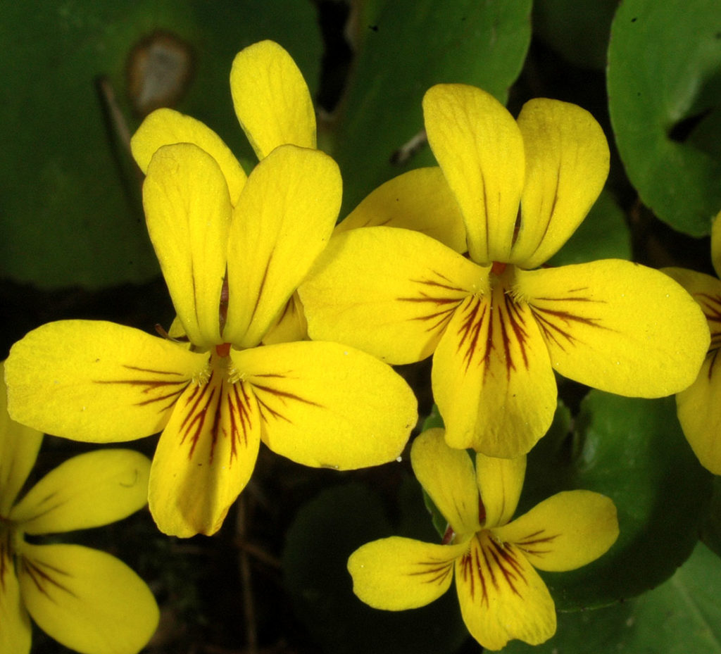 Flora of Eastern Washington Image: Viola orbiculata two flowers