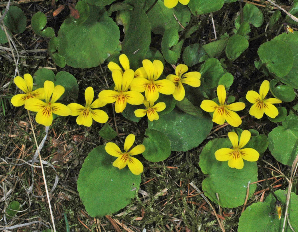 Flora of Eastern Washington Image: Viola orbiculata full flower in nature