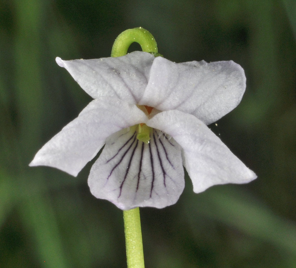 Flora of Eastern Washington Image: Viola palustris flower zoomed in