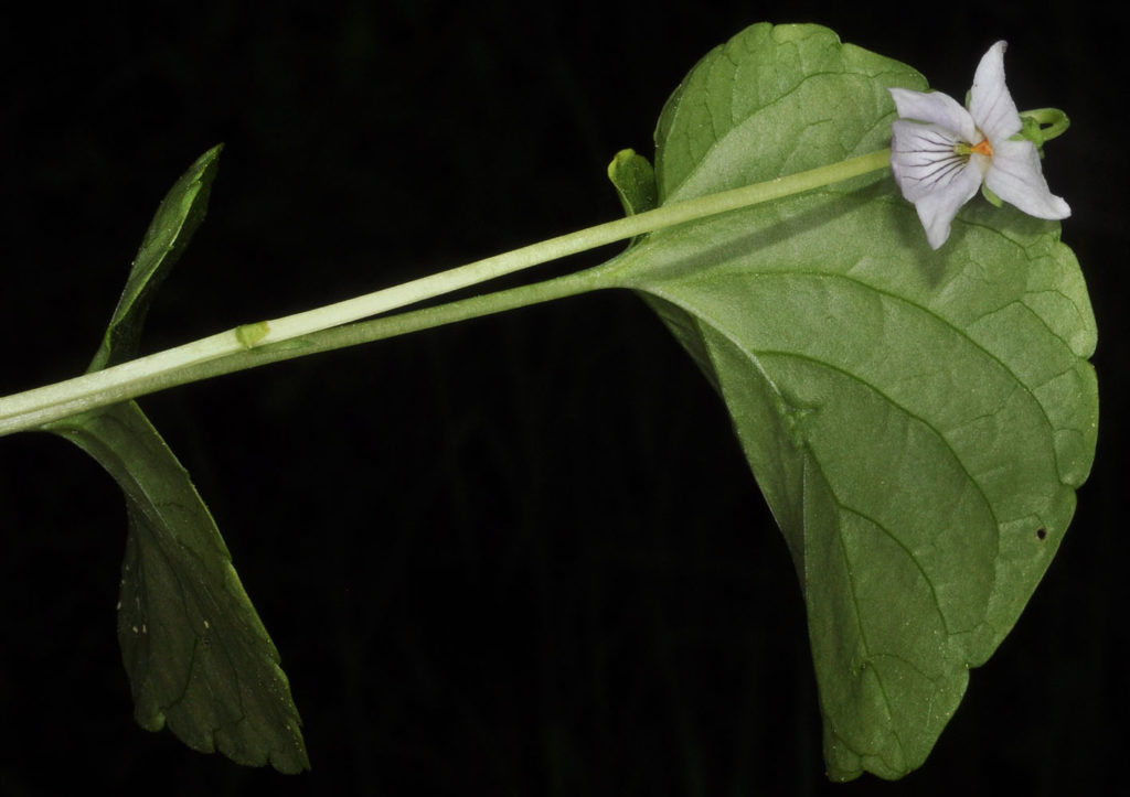 Flora of Eastern Washington Image: Viola palustris stem