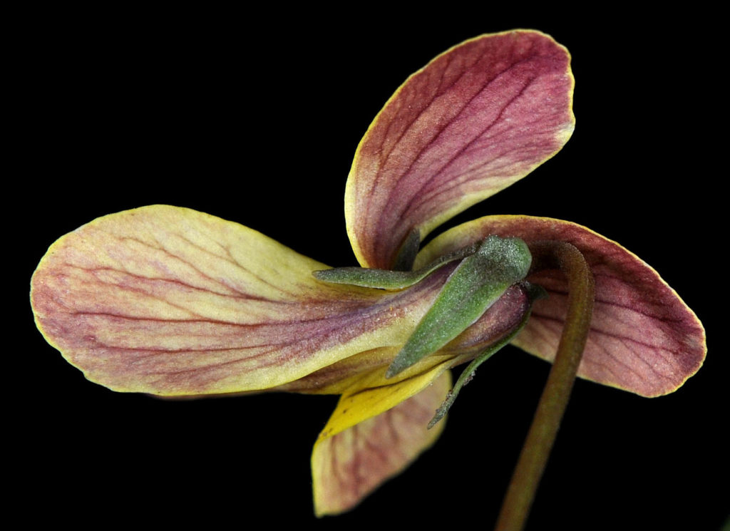 Flora of Eastern Washington Image: Viola purpurea underview of petals