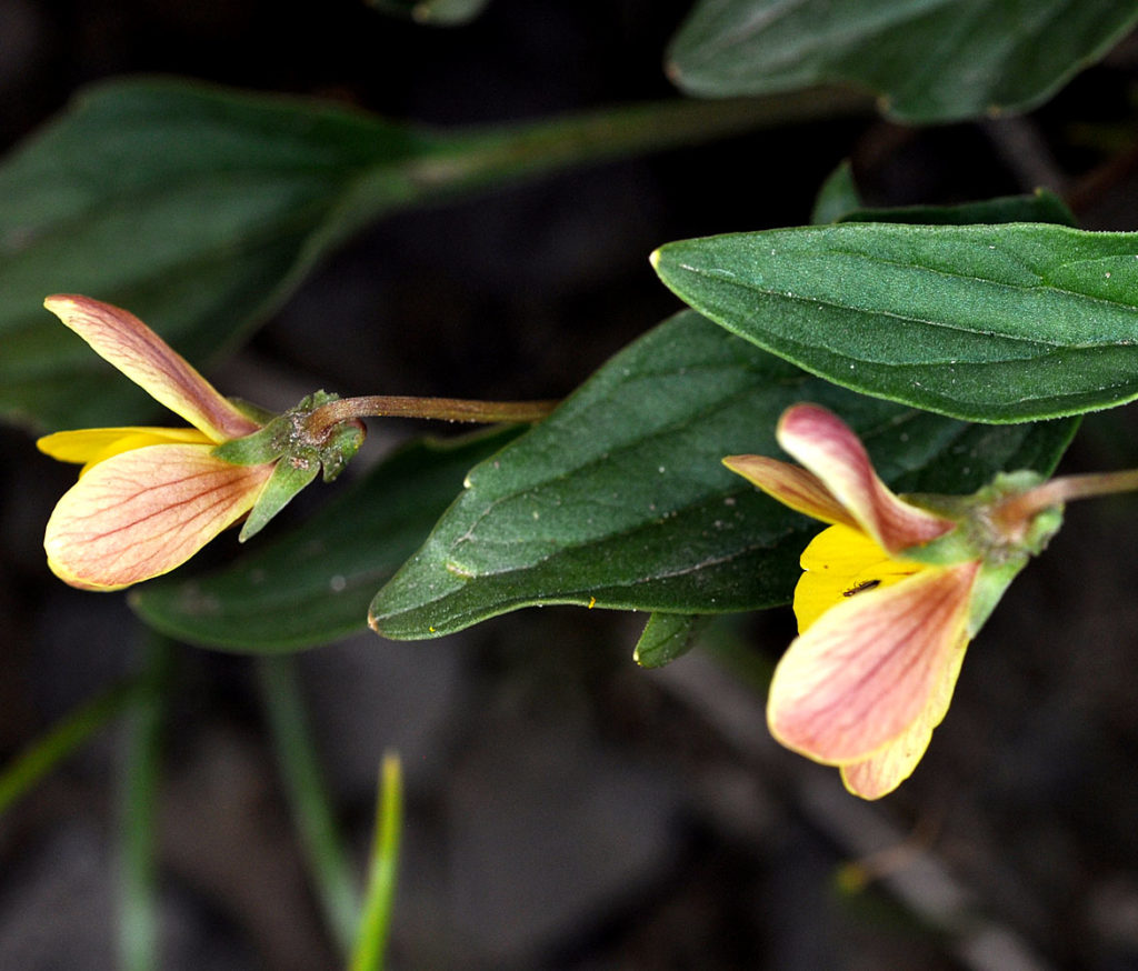 Flora of Eastern Washington Image: Viola purpurea side view in a lab