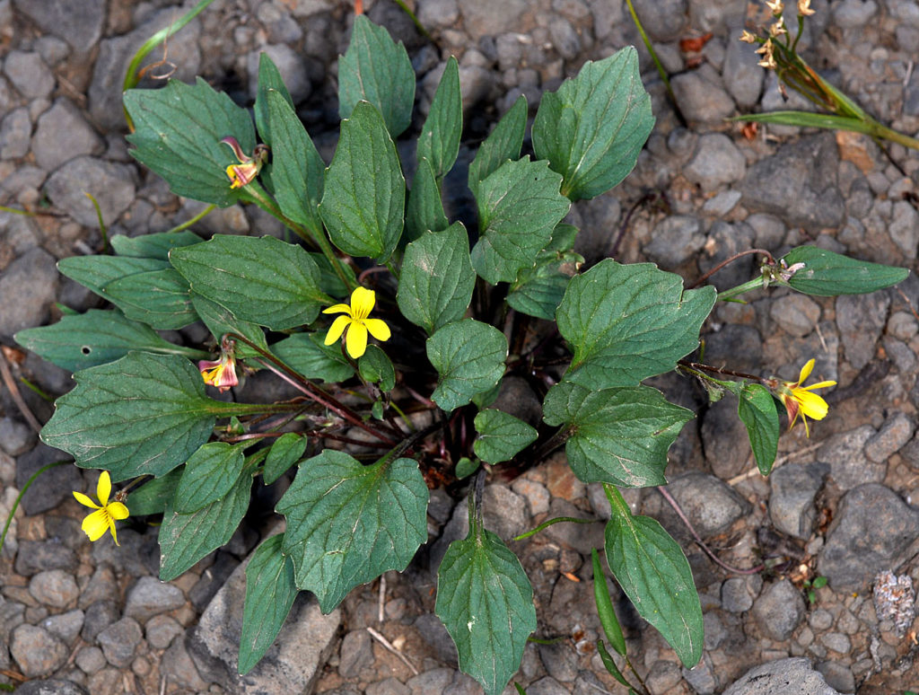 Flora of Eastern Washington Image: Viola purpurea medium