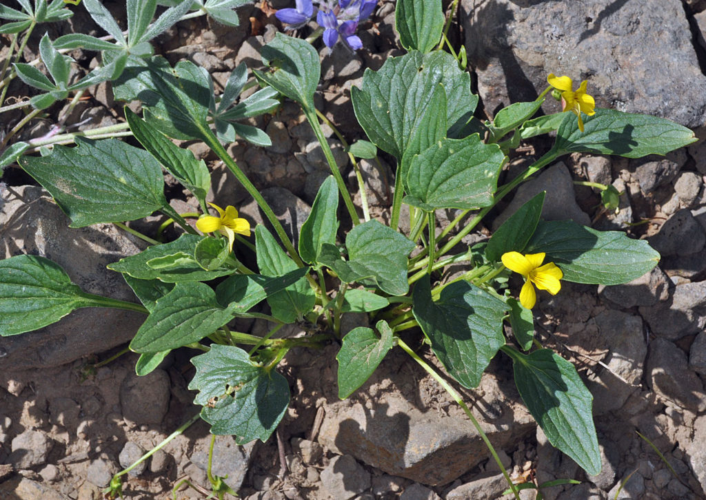 Flora of Eastern Washington Image: Viola purpurea large