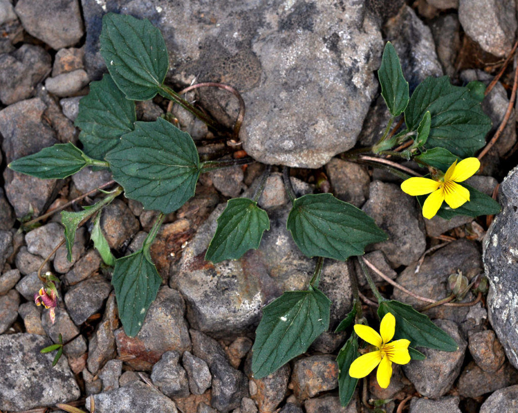 Flora of Eastern Washington Image: Viola purpurea growing near rocks