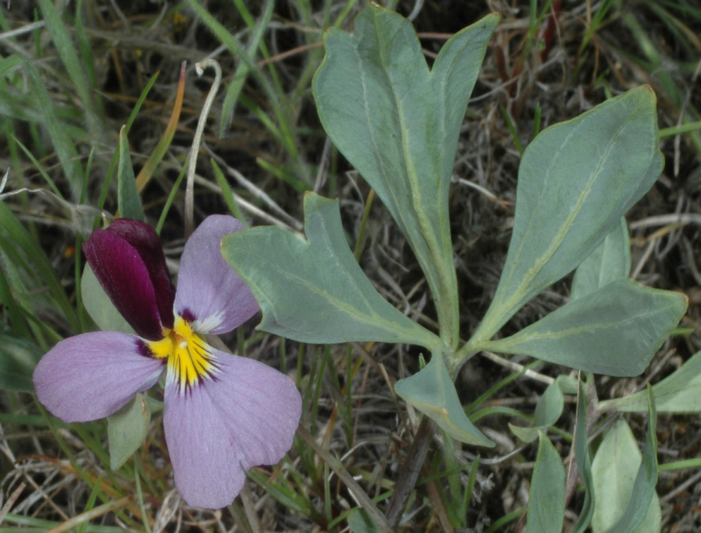 Flora of Eastern Washington Image: Viola trivervata top view of leaves and flower