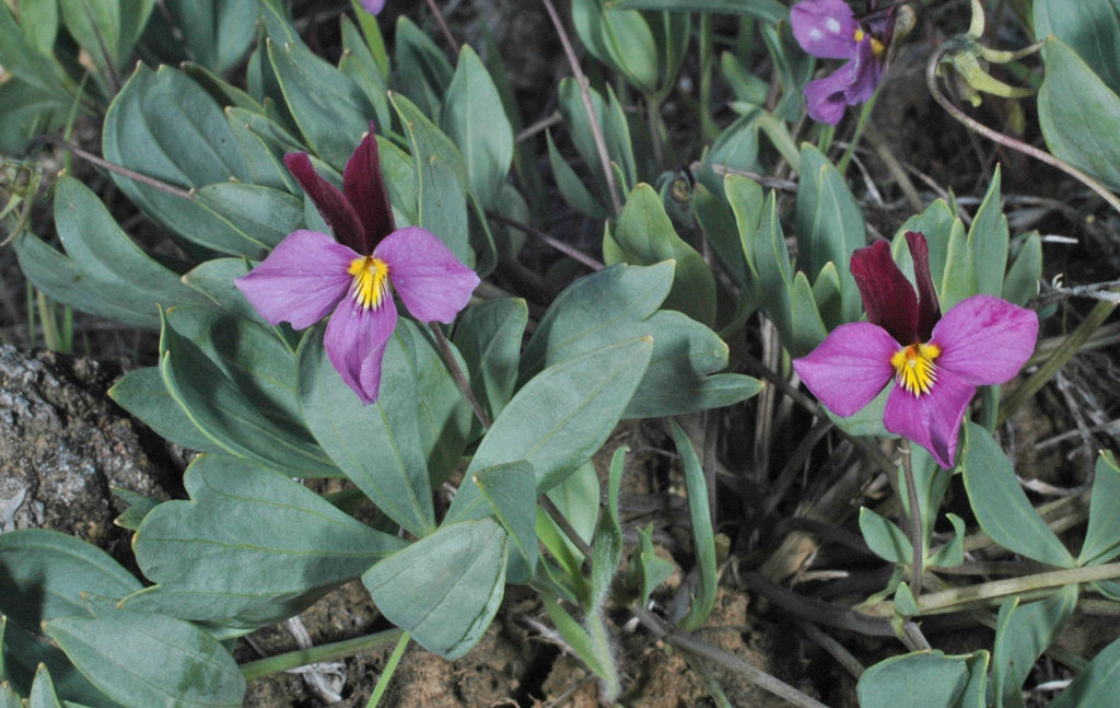 Flora of Eastern Washington Image: Viola trivervata leaves and flower