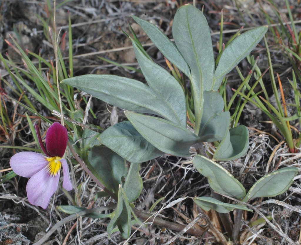 Flora of Eastern Washington Image: Viola trivervata leaves