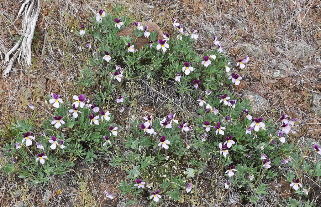 Flora of Eastern Washington Image: Viola trivervata in bloom