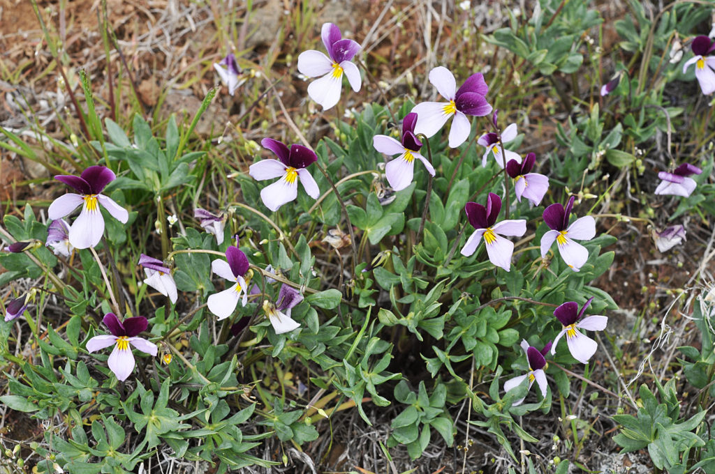 Flora of Eastern Washington Image: Viola trivervata in bloom close up