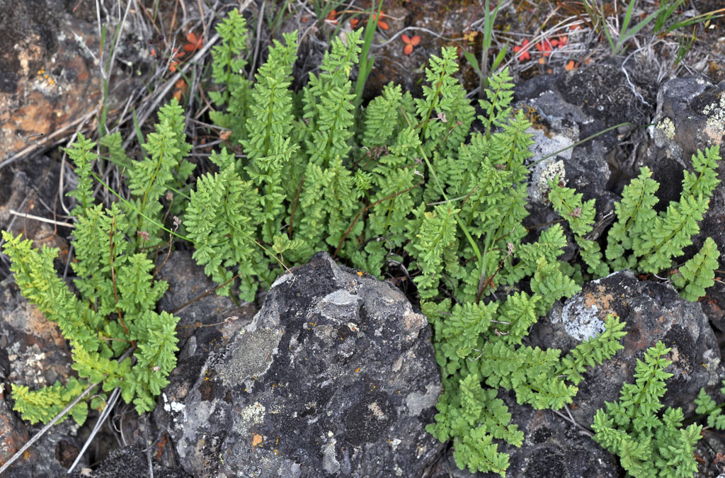 Flora of Eastern Washington Image: Woodsia oregana growing next to rocks