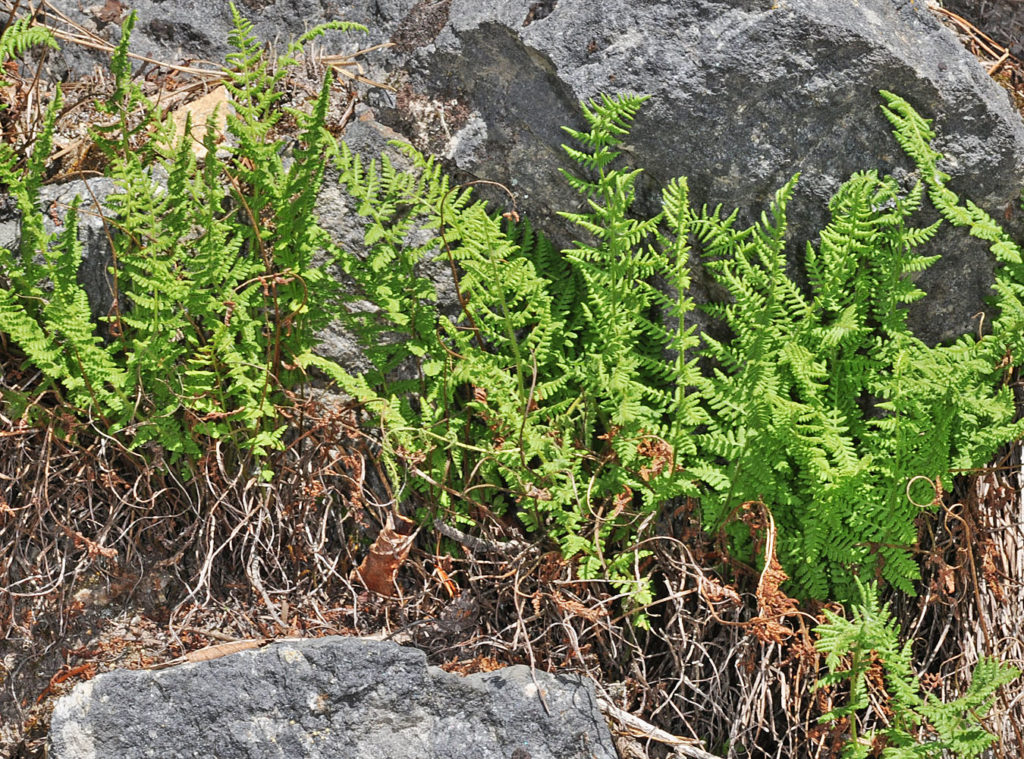 Flora of Eastern Washington Image: Woodsia scopulina full planmt in nature