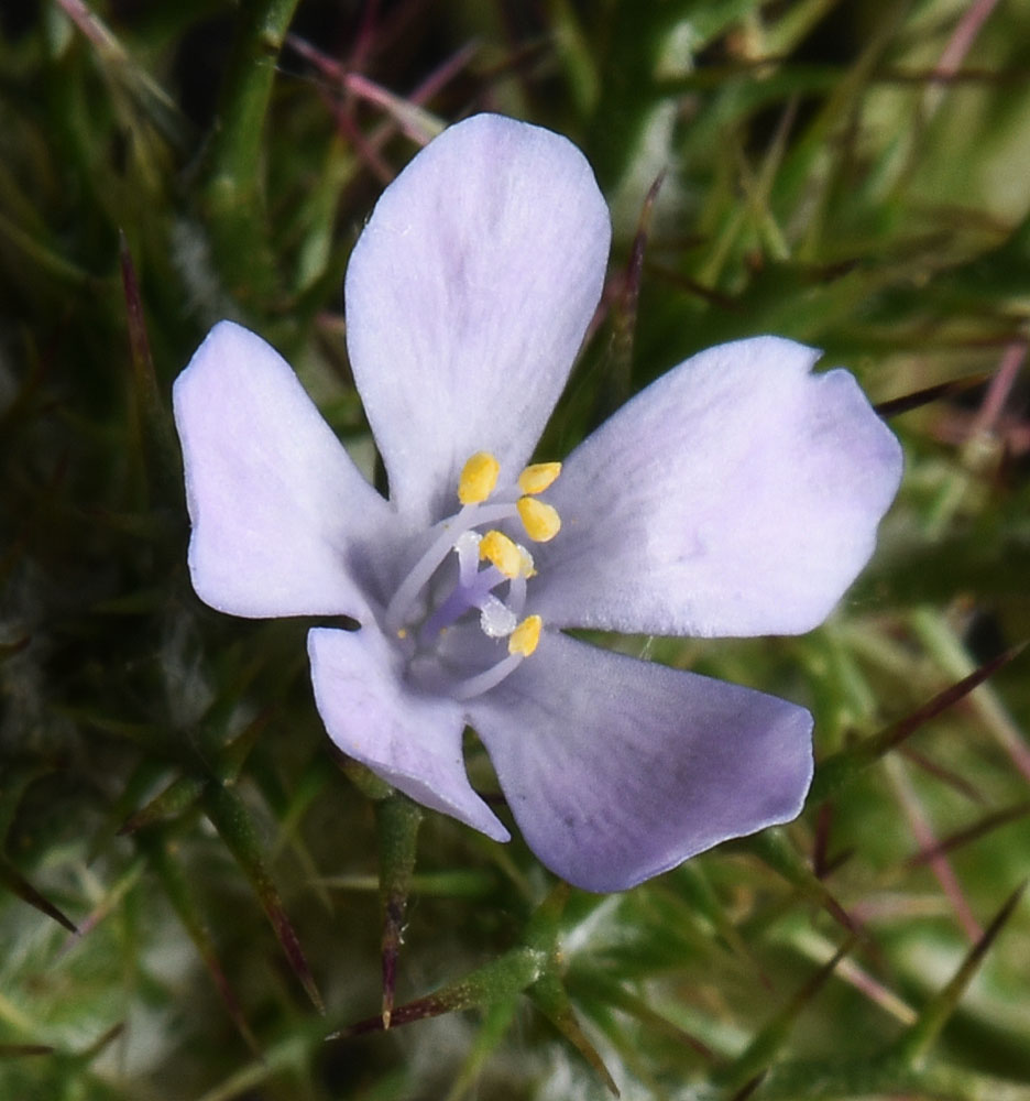 A photo of Navarretia tagetina flower
