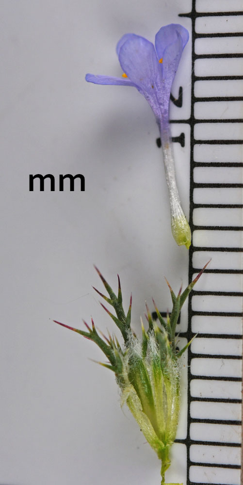 A photo of Navarretia tagetina on a ruler