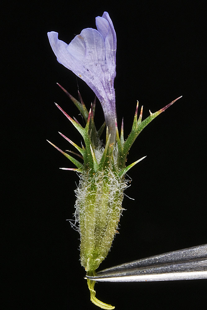 A photo of Navarretia tagetina flower being held by tweezers
