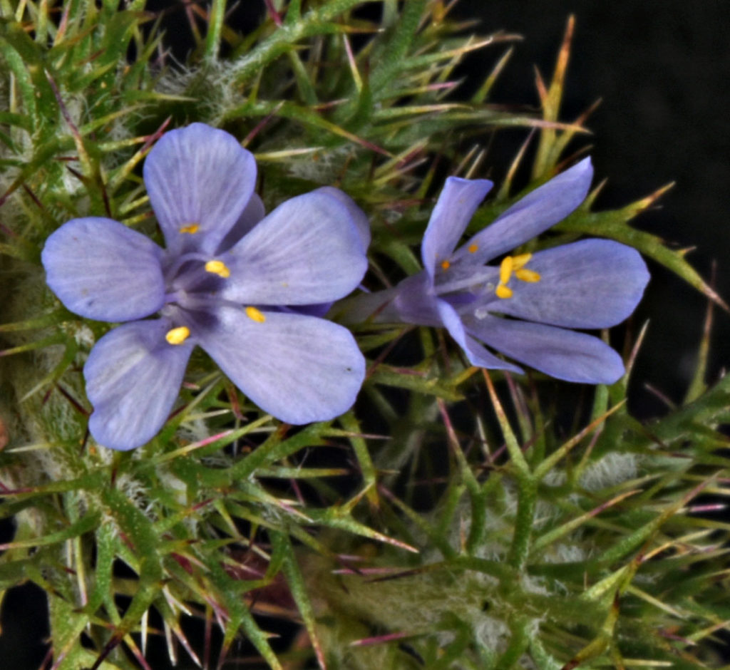A photo of two Navarretia tagetina flowers
