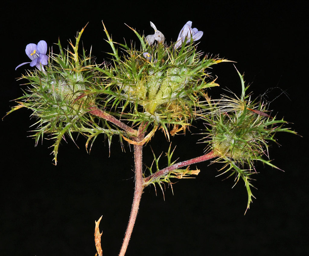 A photo of Navarretia tagetina laid out, zoomed in