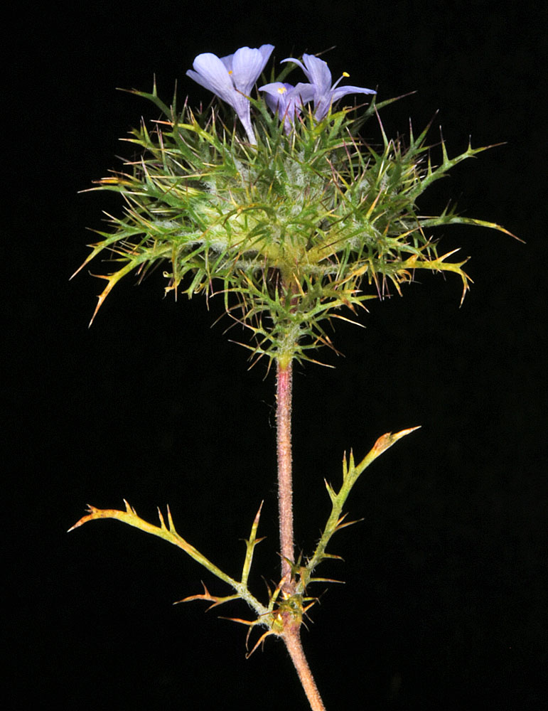A photo of Navarretia tagetina, zoomed in, laid out