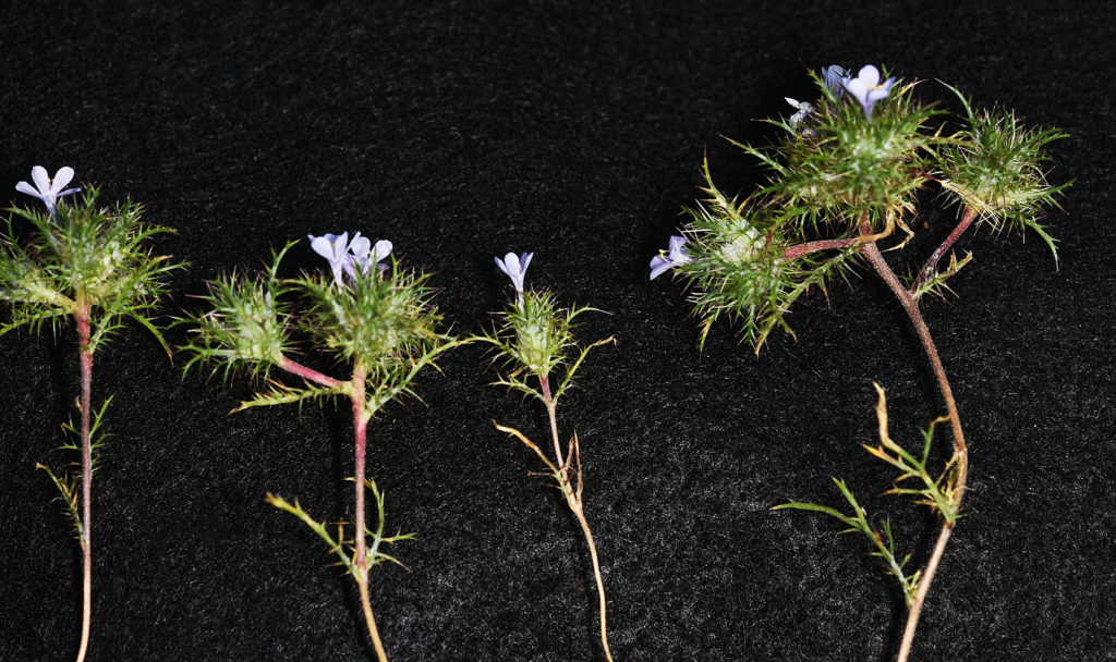 A photo of three Navarretia tagetina laid out