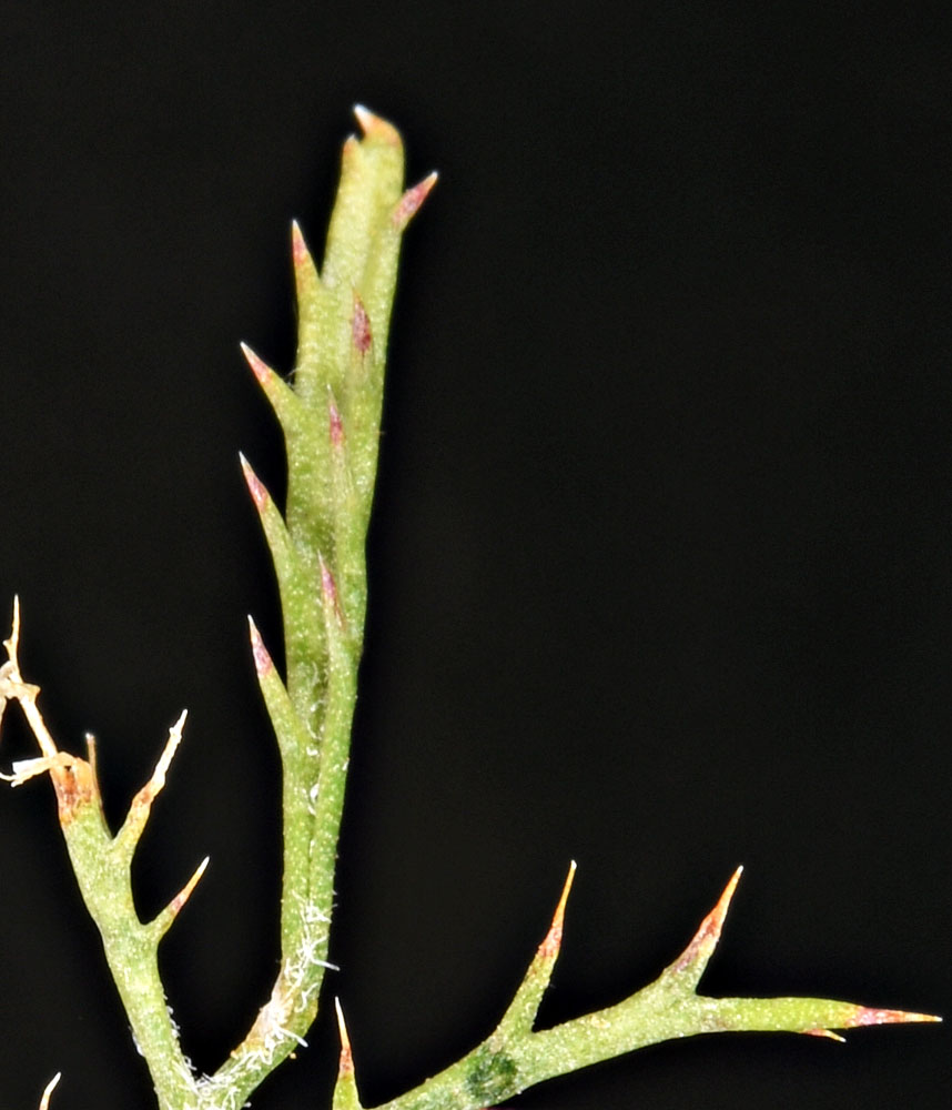 A photo of Navarretia tagetina leaf