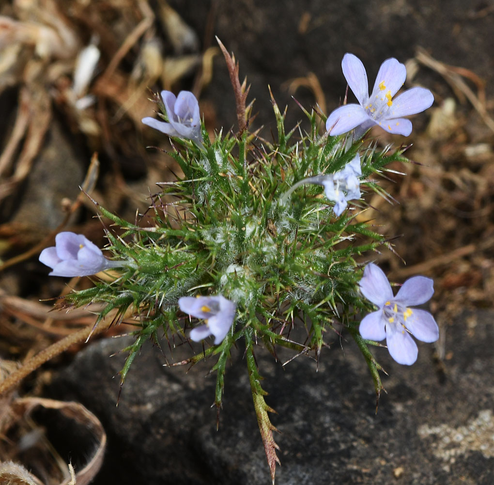A photo of Navarretia tagetina in the wild