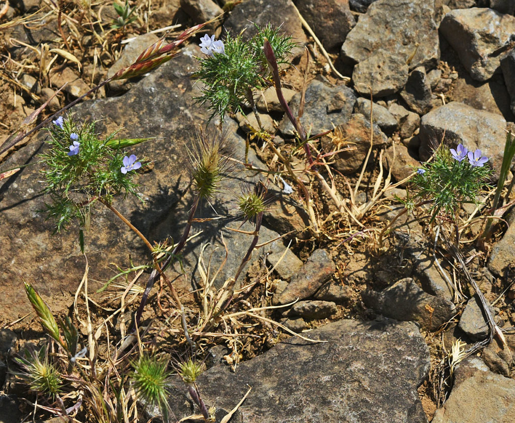 A photo of Navarretia tagetina