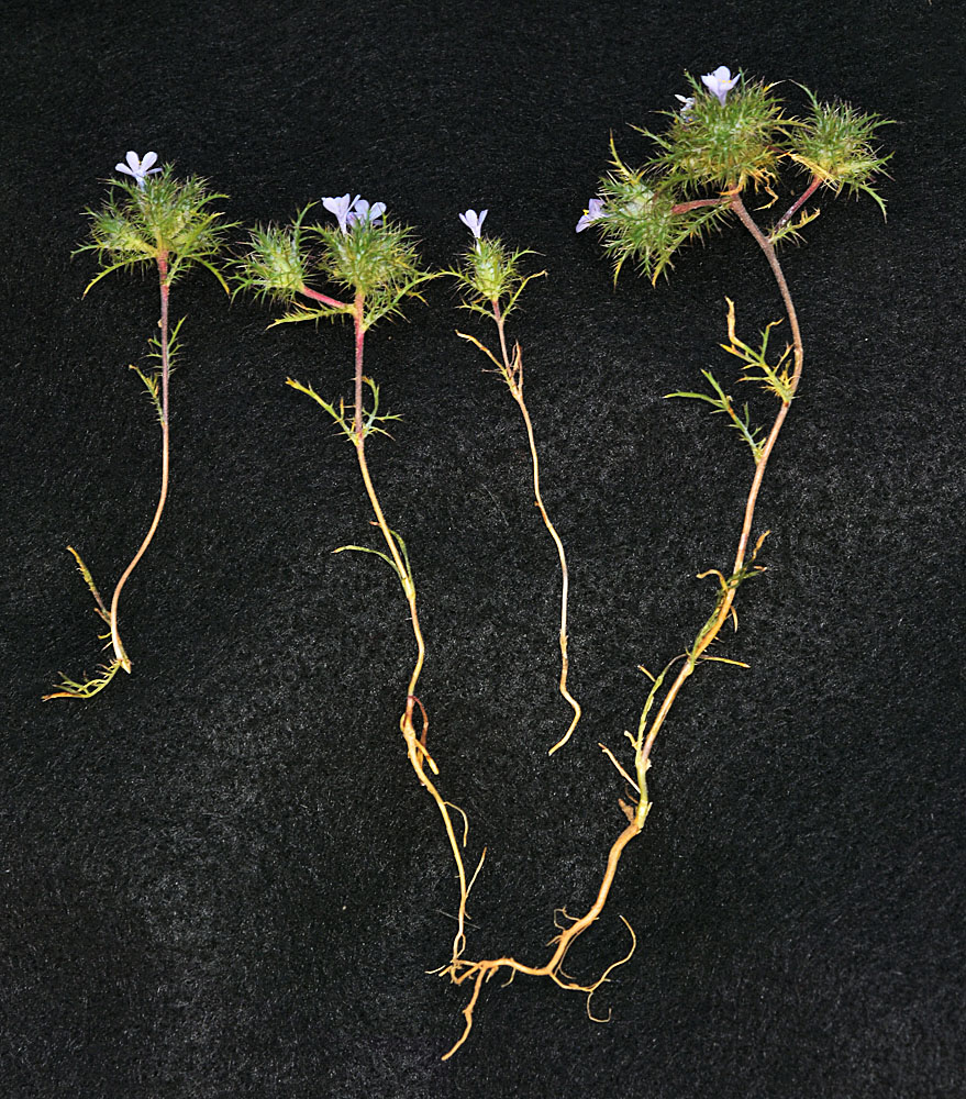 A photo of Navarretia tagetina laid out