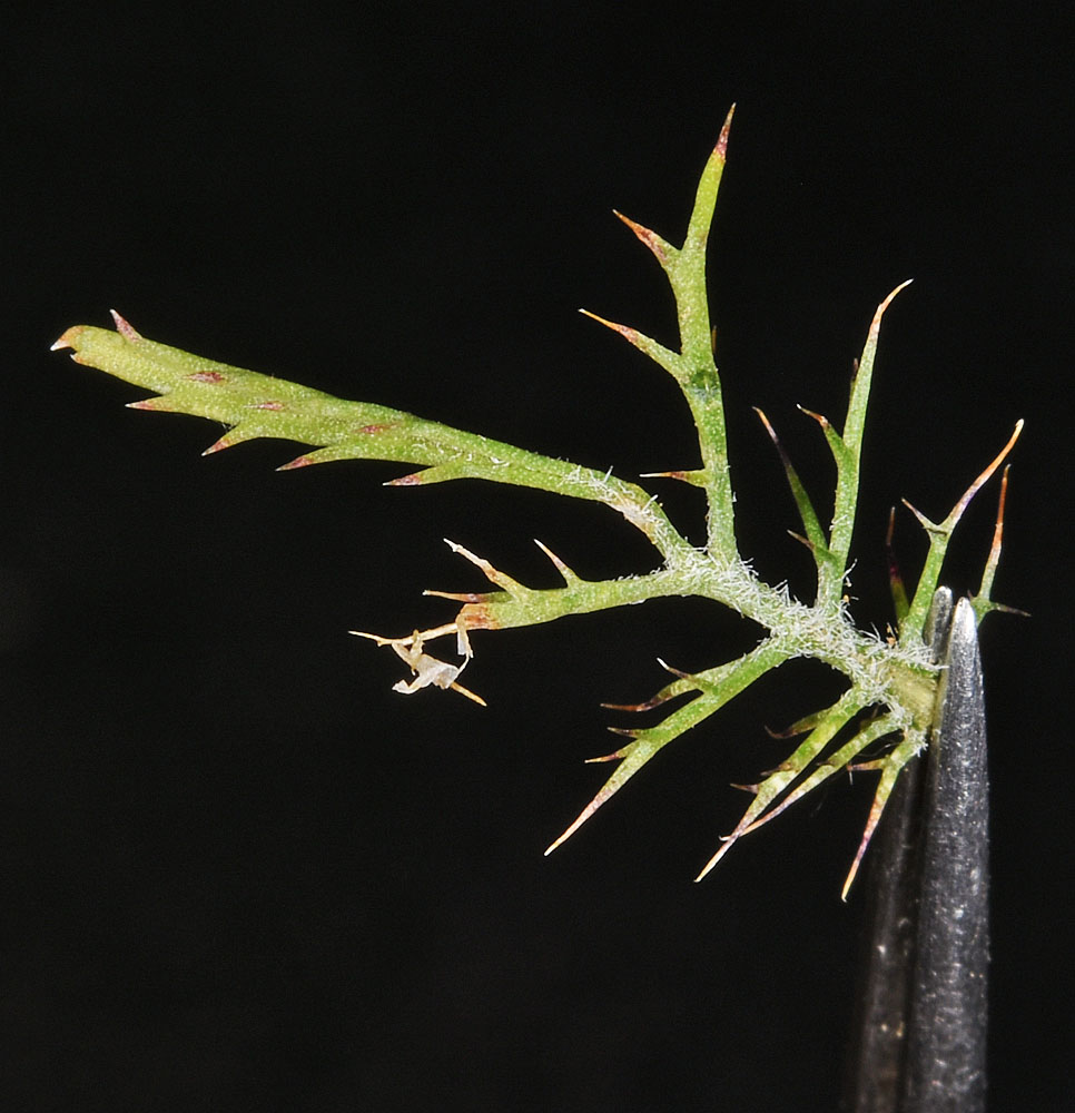 A photo of Navarretia tagetina being held by tweezers