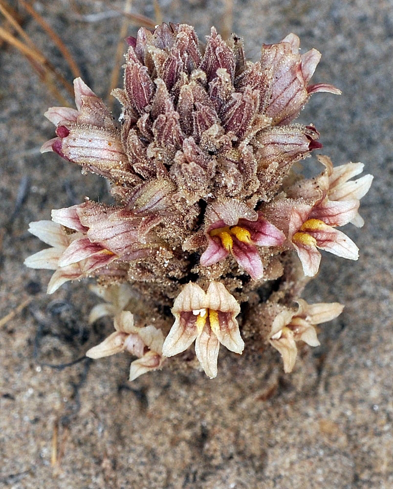 A top down view of Aphyllon corymbosum