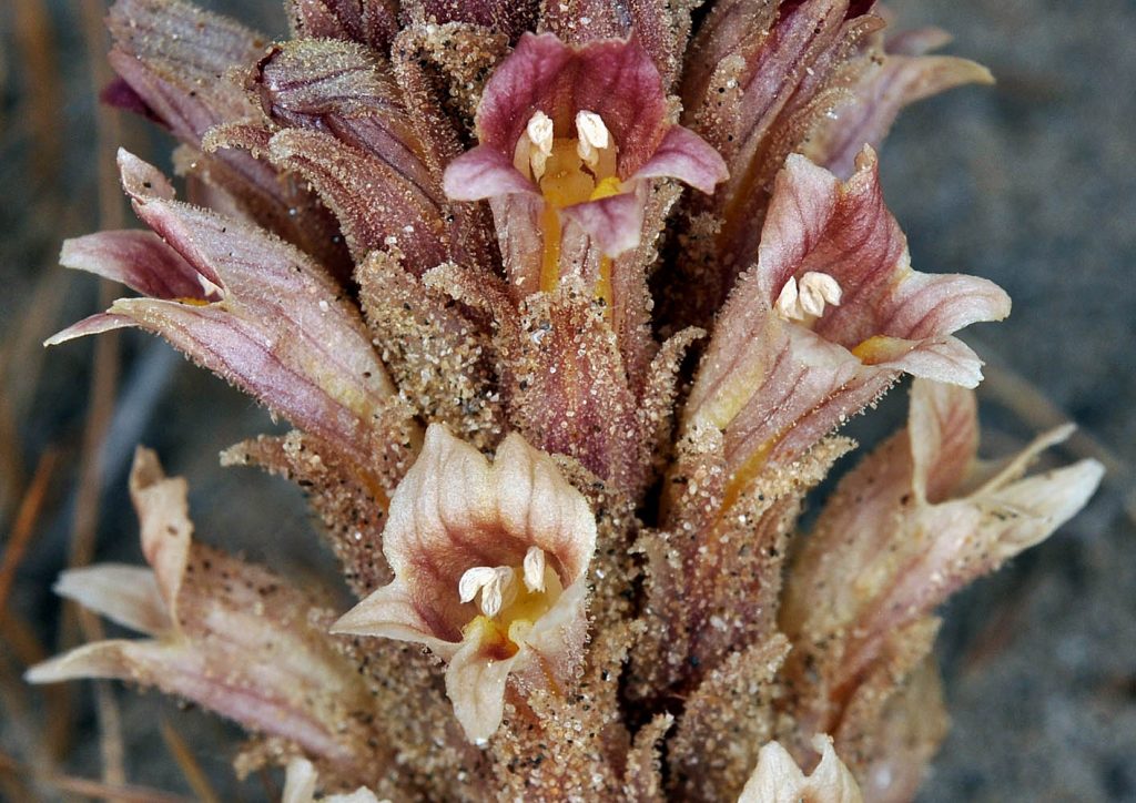 Photo of Aphyllon corymbosum