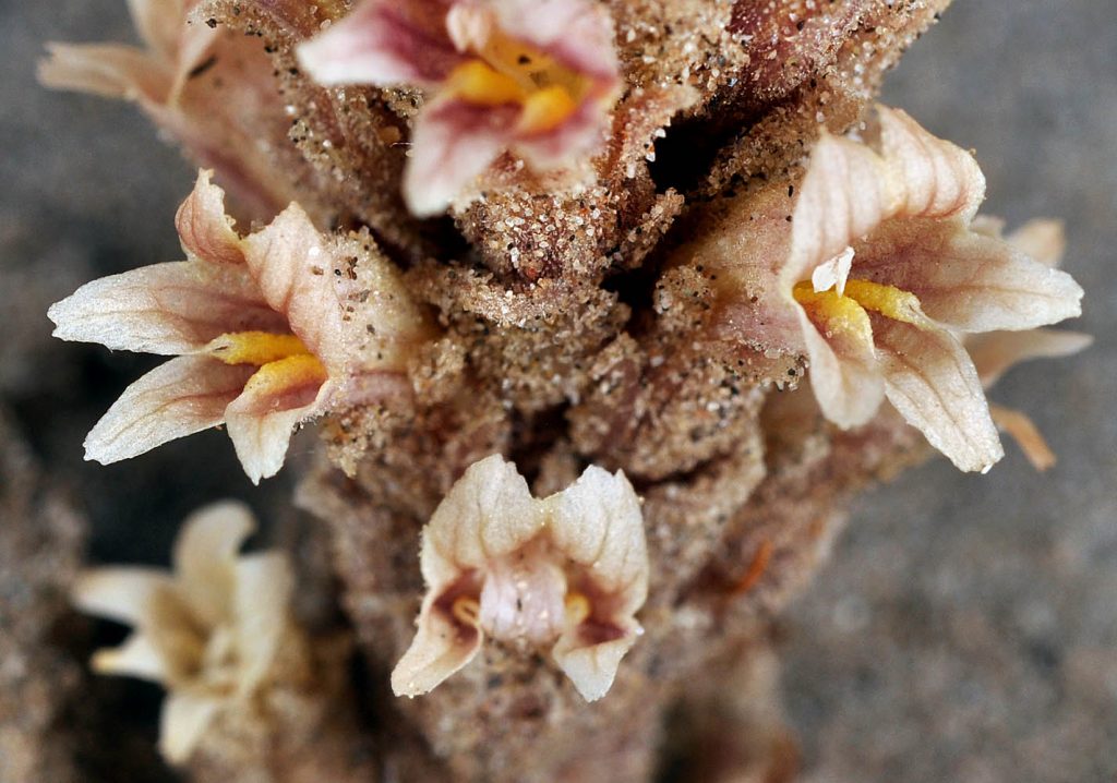 Close up photo of Aphyllon corymbosum