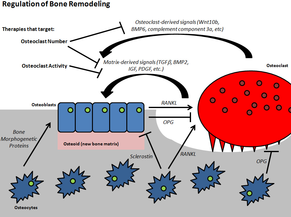 Bone remodeling